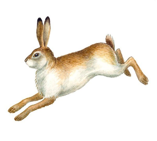 Заяц Русак хвост