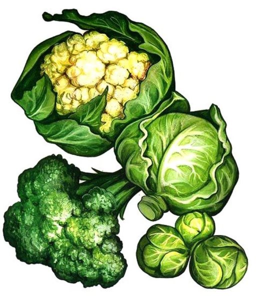 Цветная капуста для детей