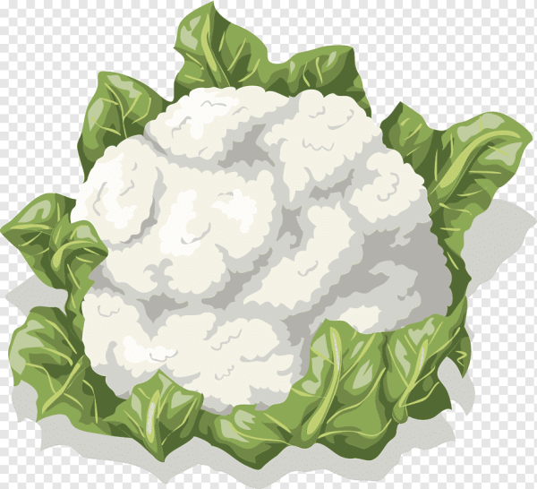 Цветная капуста вектор