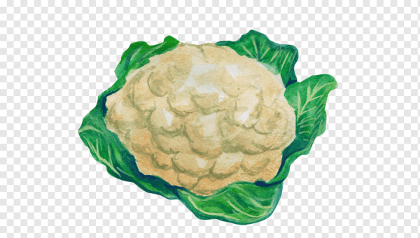 Цветная капуста рисунок