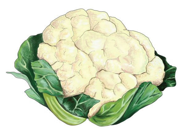 Нарисовать цветную капусту