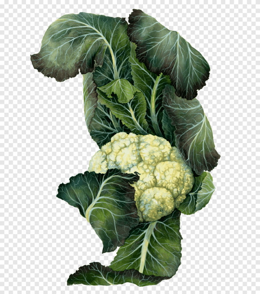 Цветная капуста это крестоцветные