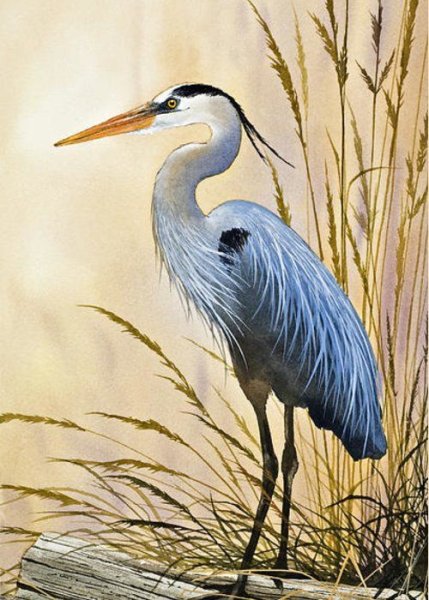 Цапля раскраска для детей