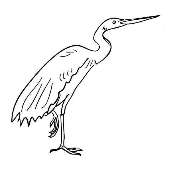 Цапля на белом фоне