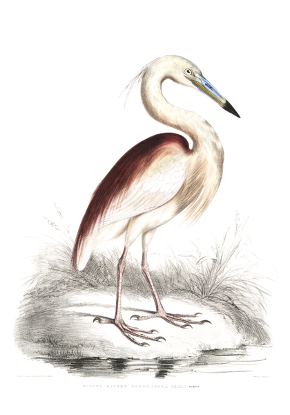 Цапля для детей