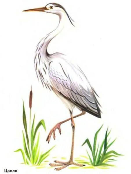 Цапля в камышах