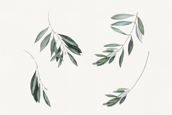 Веточка оливы акварель