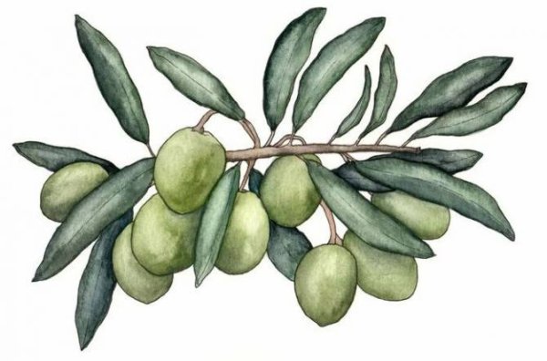 Ветви дерева оливы