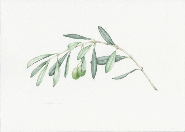 Оливковая ветвь акварель