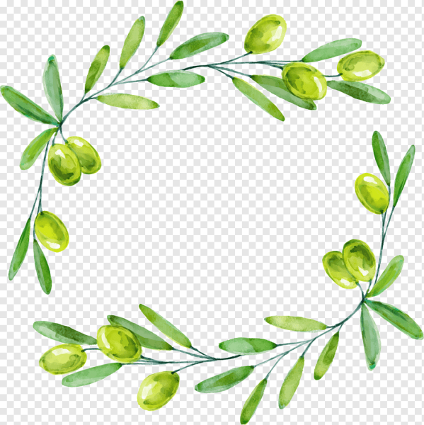 Маслины ветка вектор