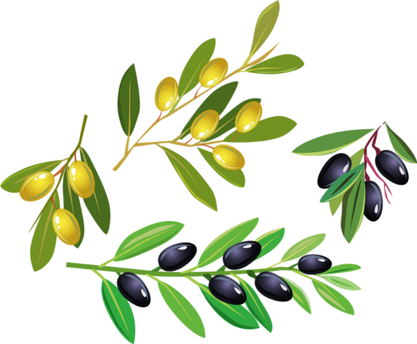 Оливки на ветке