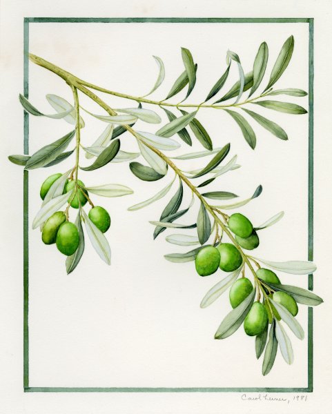 Олива Ботаническая иллюстрация