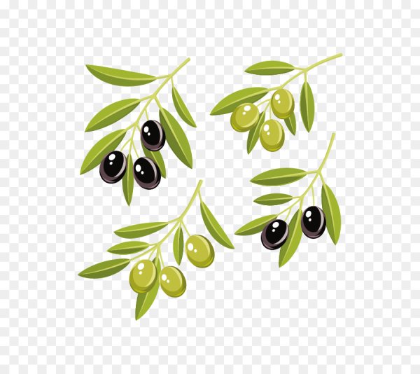 Ветка оливы