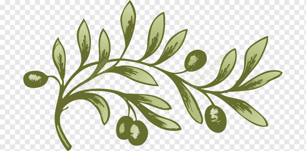 «Оливковая ветвь»первенцев