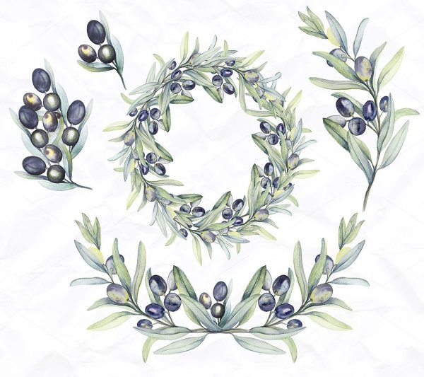 Оливковая ветвь эскиз