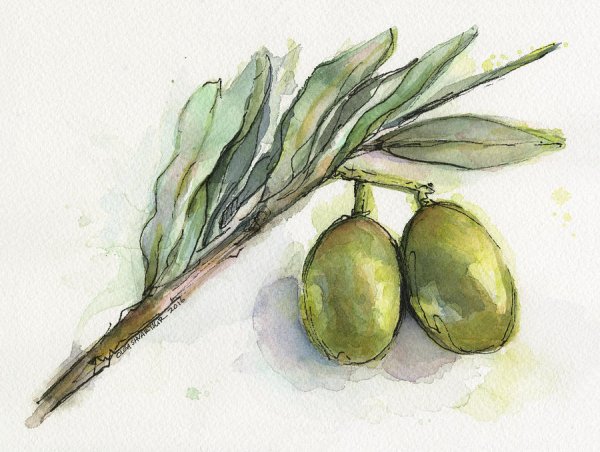 Оливковое дерево акварель