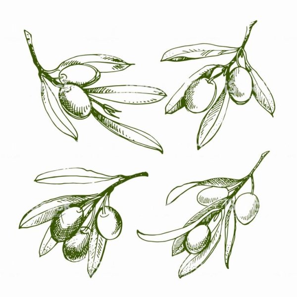 Оливки Графика