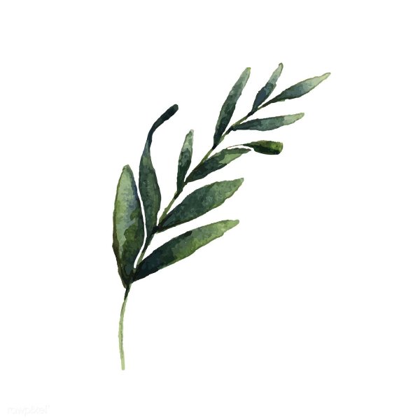 Ветка оливы uhfbrfпнг