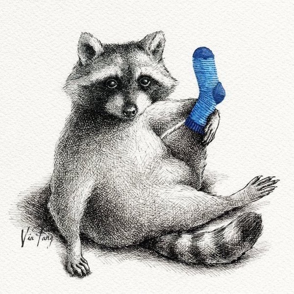 Енот рисунок