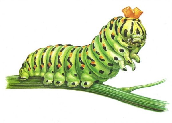 Гусеница Рико (зеленая)