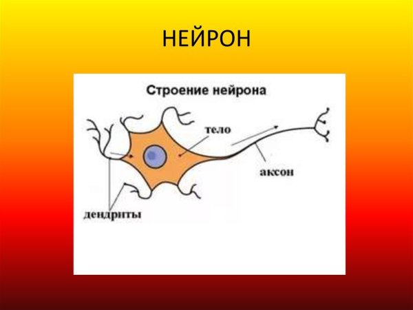 Строение нервной клетки нейрона