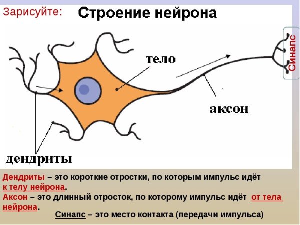 Короткие отростки аксоны сильно. Аксон дендрит синапс. Отростки нейрона. Рефлекторная дуга аксоны и дендриты. Длинный отросток нейрона.
