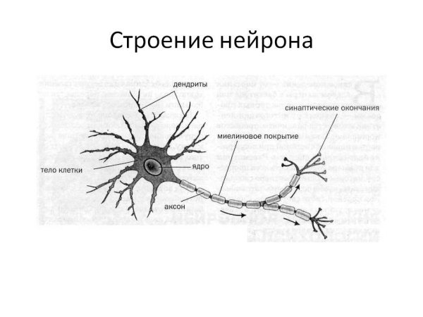 Схема строения нейрона