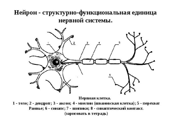 Нейроны ЦНС классификации функциональная структура нейрона