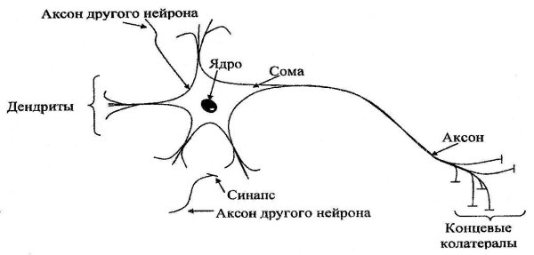 Схема строения нервной клетки