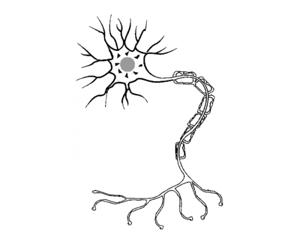 Карточка строение нейрона