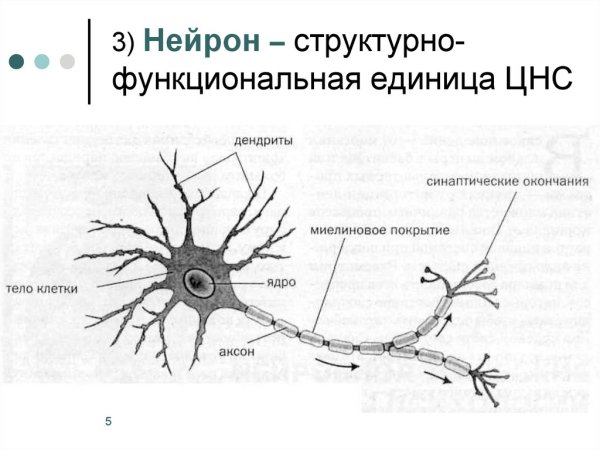 Строение мультиполярного нейрона