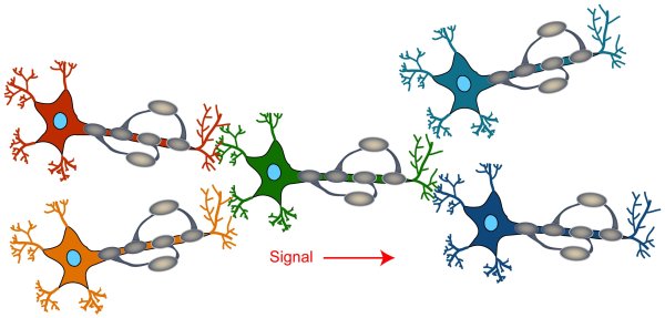 Нейронная цепочка
