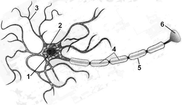 Строение нейрона анатомия