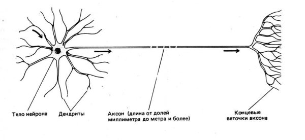 Коллатерали аксона двигательного нейрона