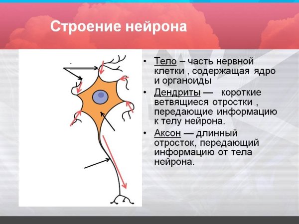 Строение нервной клетки нейрона