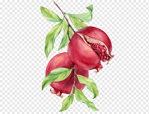Ветка граната акварелью
