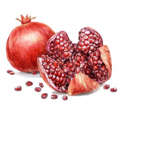 Гранат цветными карандашами