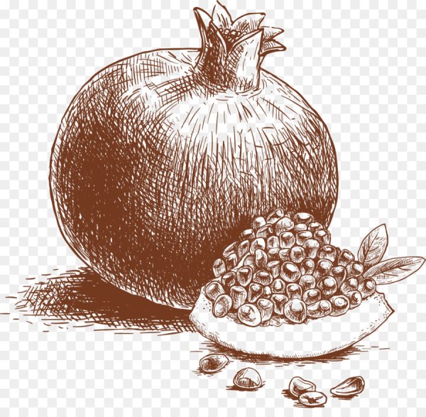 Гранат фрукт вектор