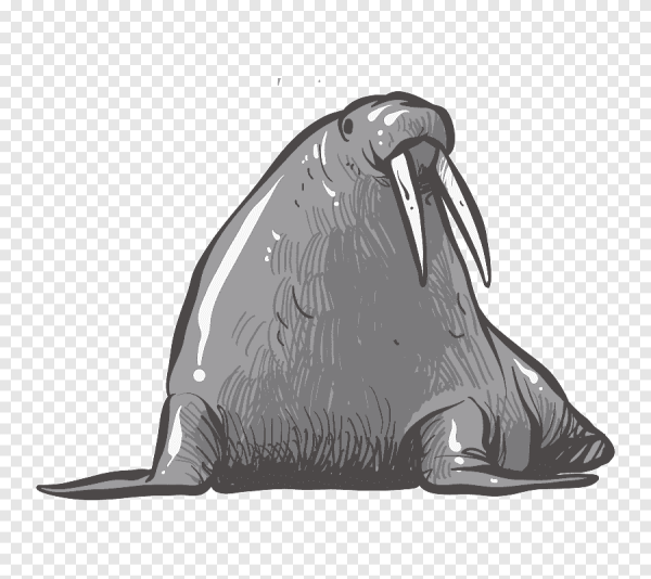 Морж на прозрачном фоне