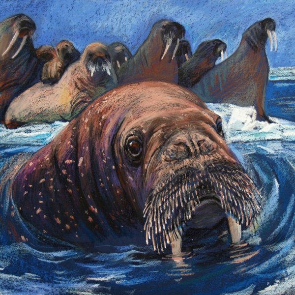 Милые моржи