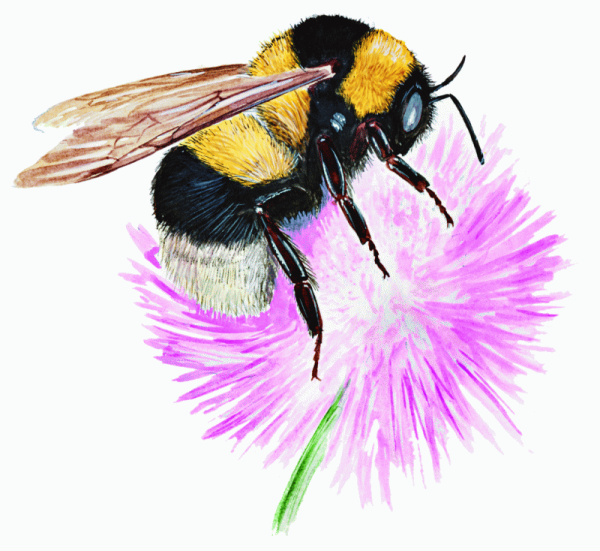 Bombus ruderatus
