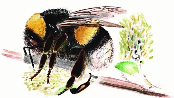 Пчела на цветке акварель
