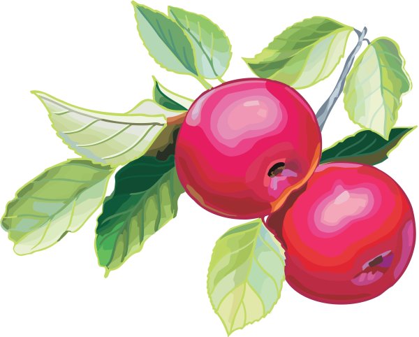 Ветка с яблоками на прозрачном фоне