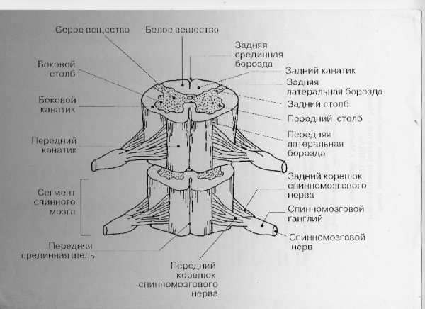 Внешнее строение спинного мозга анатомия
