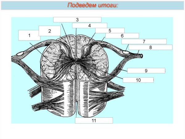 Строение спинного мозга анатомия
