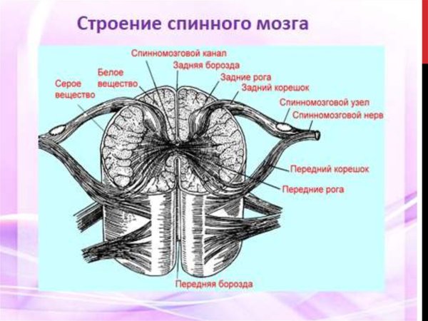 Наружное строение спинного мозга анатомия