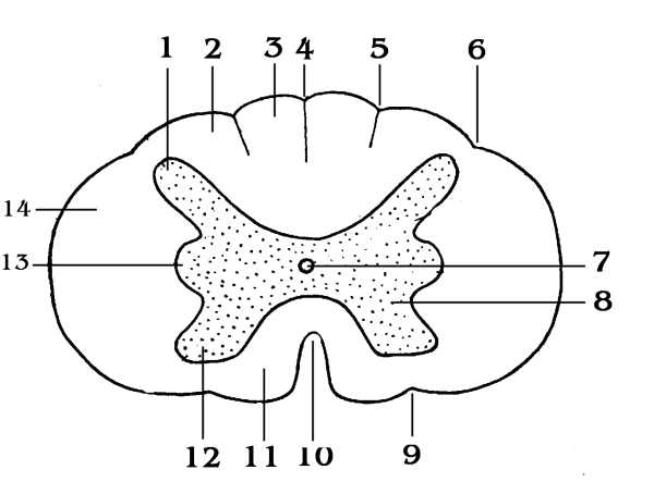 Спинной мозг анатомия схема