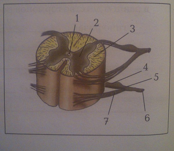 Спинной мозг биология 8 класс Колесов
