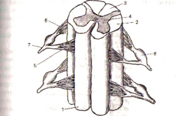 Строение спинного мозга спинной мозг вид сбоку
