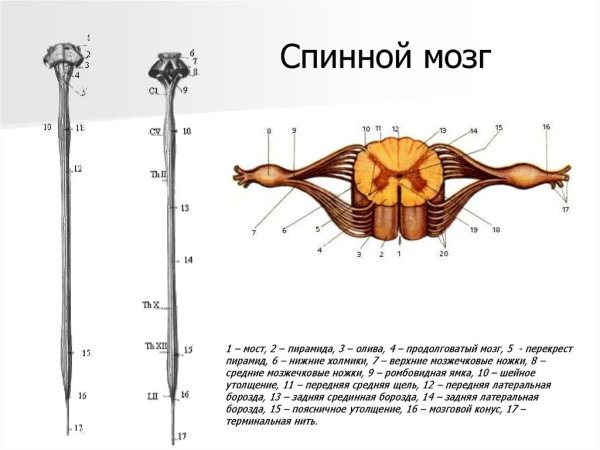 Внешнее строение спинного мозга человека анатомия